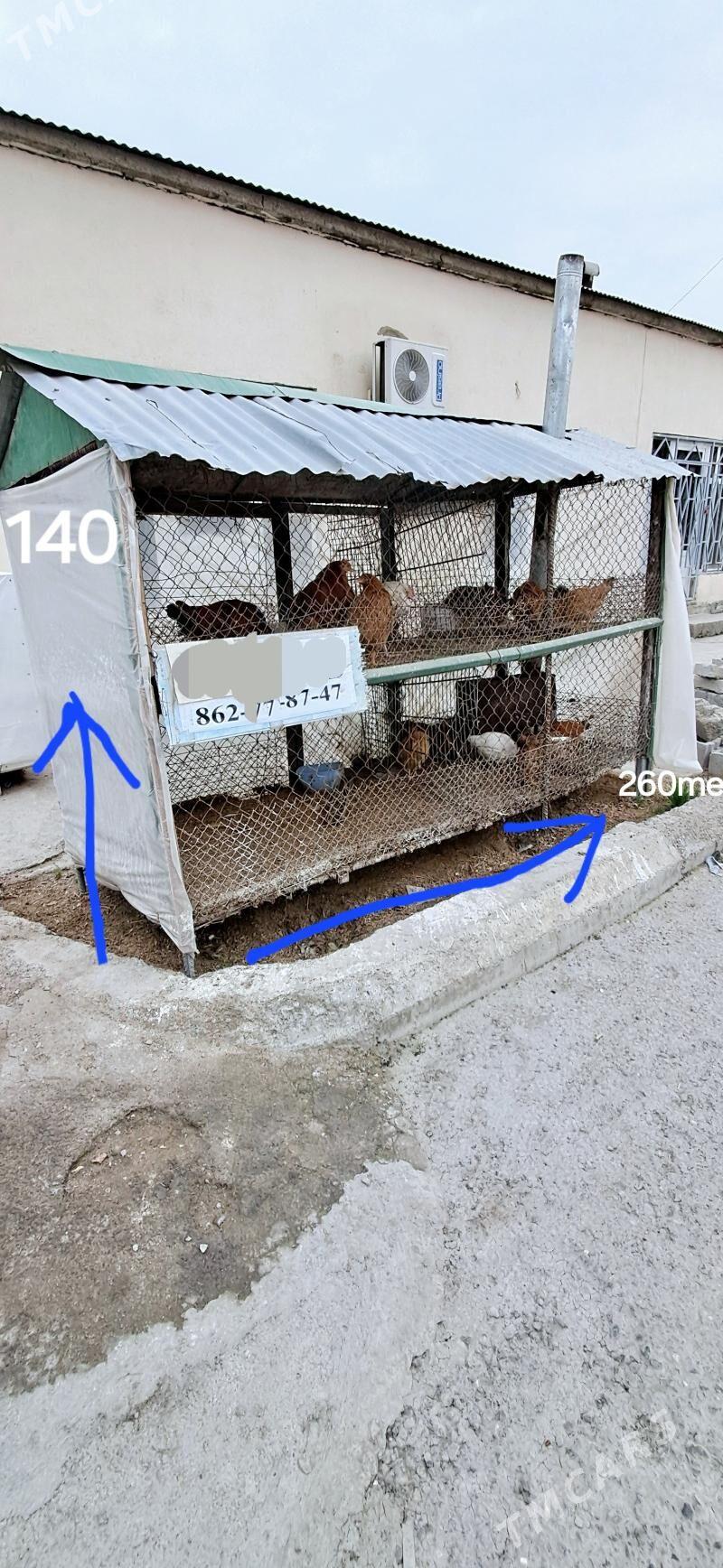 Towk juje ketek 40 yllk - Büzmeýin - img 1