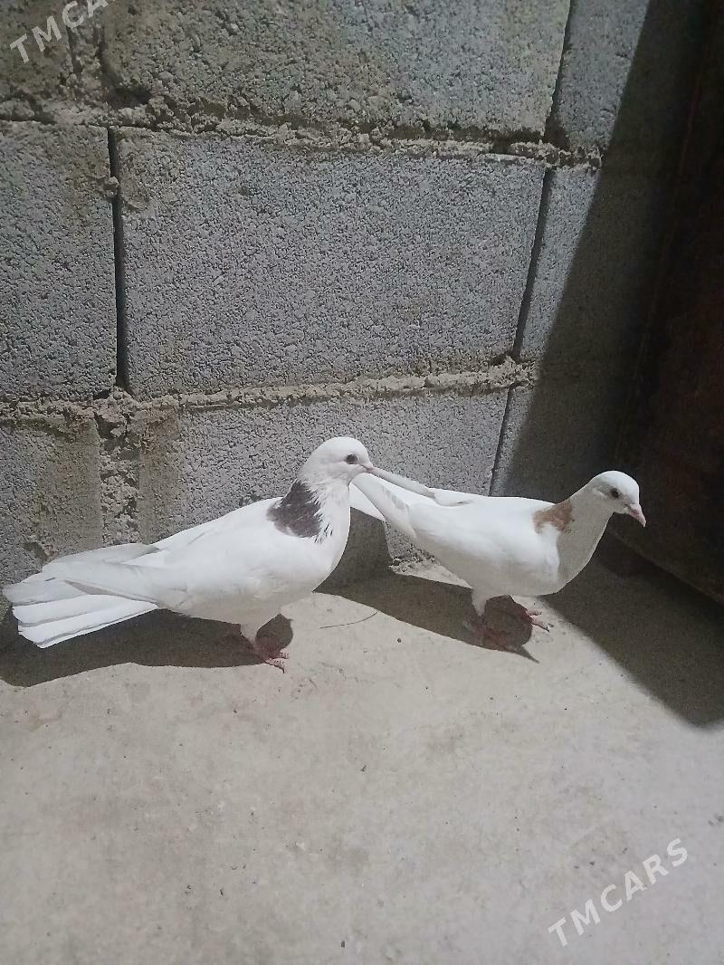 kepderi - Gyzylarbat - img 1