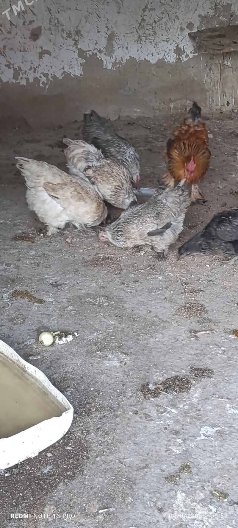 ýumurtga ýygnaýan - Ak bugdaý etraby - img 1