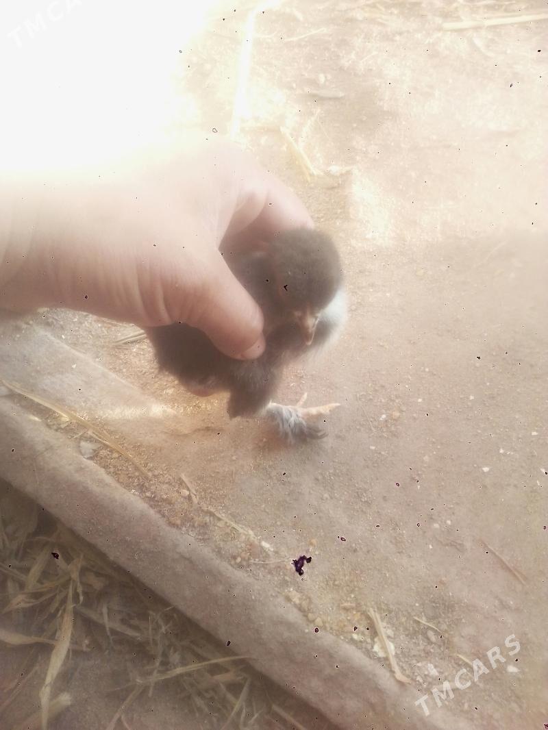 Brama Laseti juje anyk tohum - Daşoguz - img 1