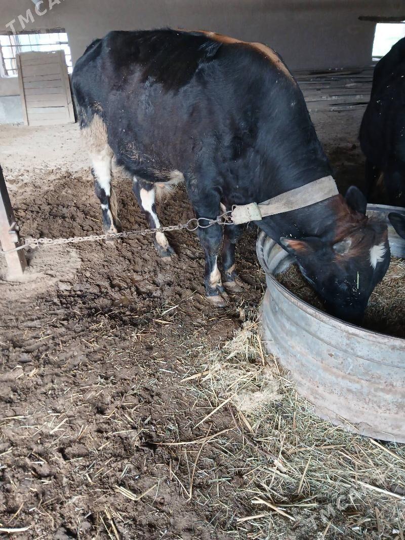 okuz - Сакарчага - img 1