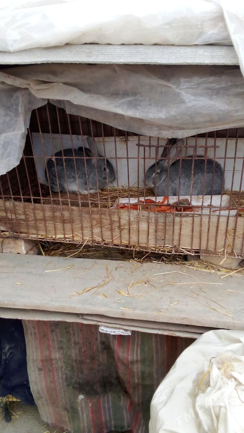 Towsan - Туркменабат - img 1