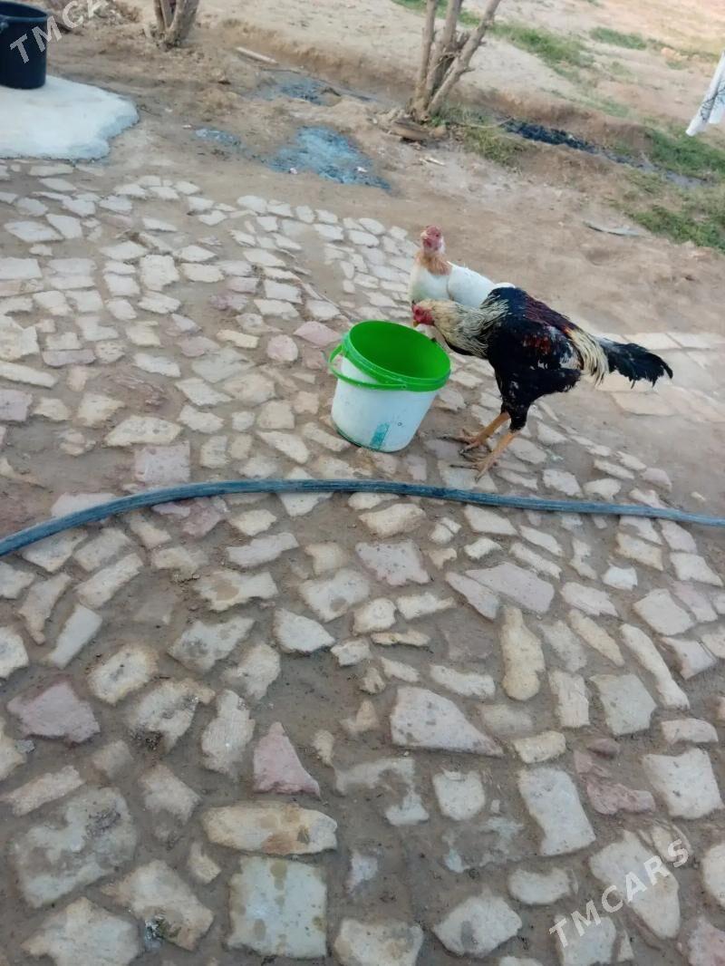 baÿsy horaz. - Ёлётен - img 1