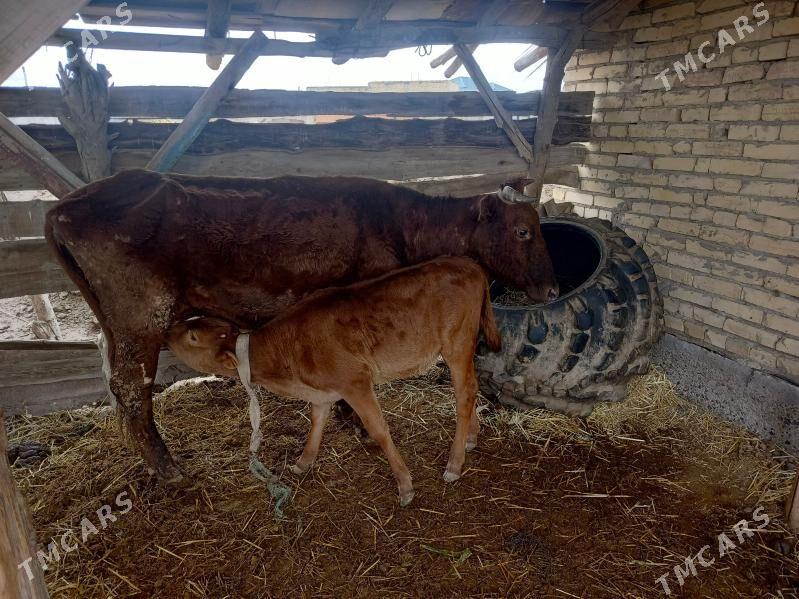 hojekli Inek unajyn - Farap - img 1