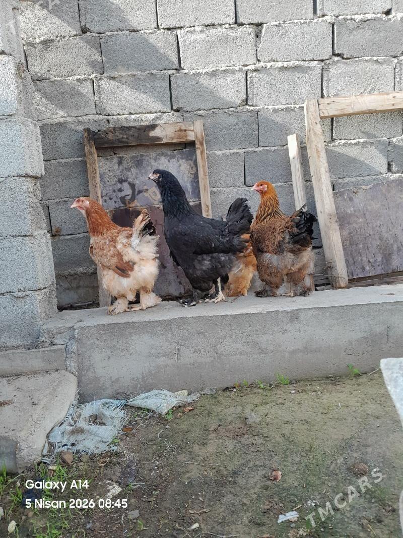 brama towuk - Aşgabat - img 1