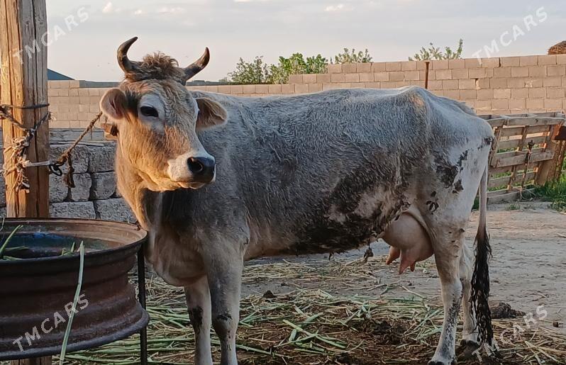 sygyr - Ýaşlyk - img 1