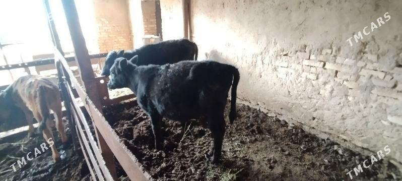 gole - Каракумский этрап - img 1