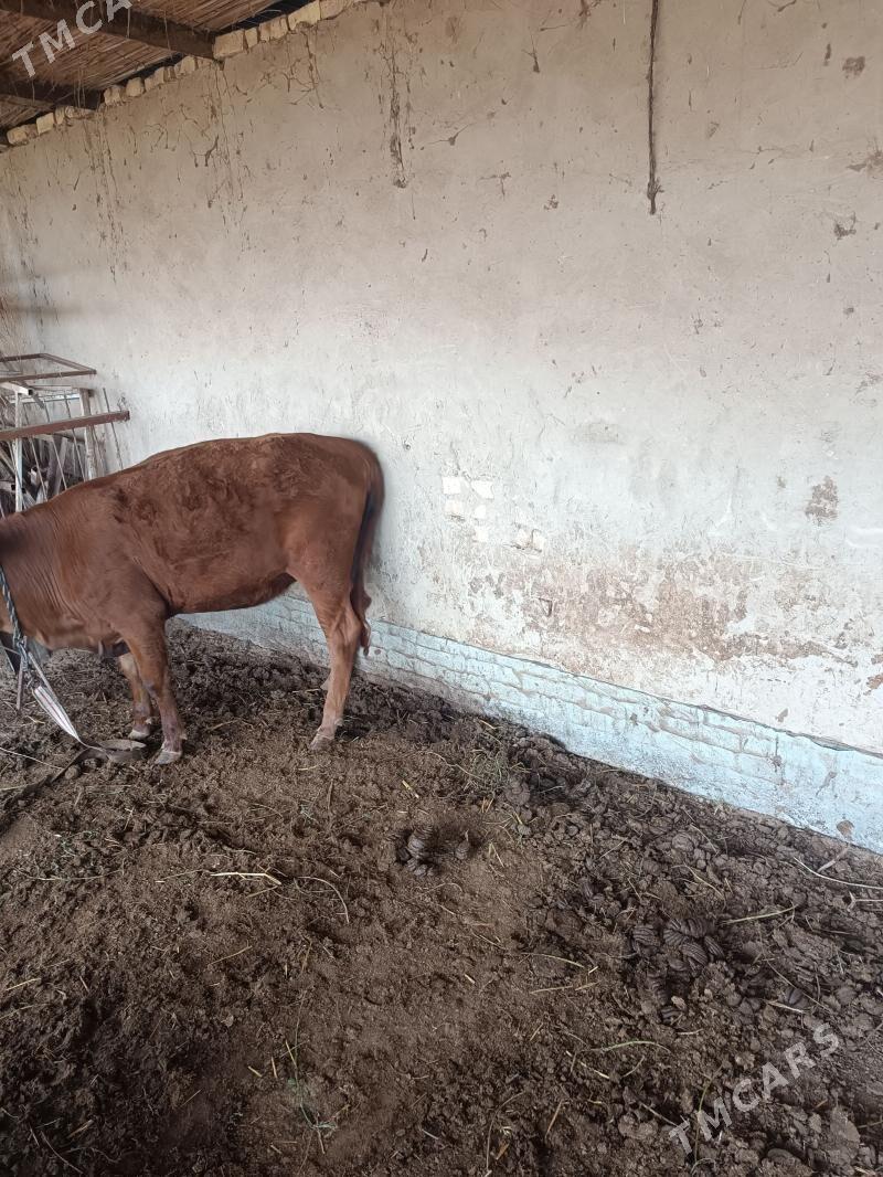 gulajyn göle - Байрамали - img 1