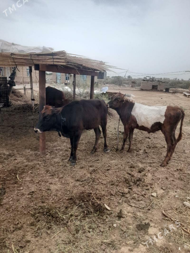 ökuz - Мары - img 1