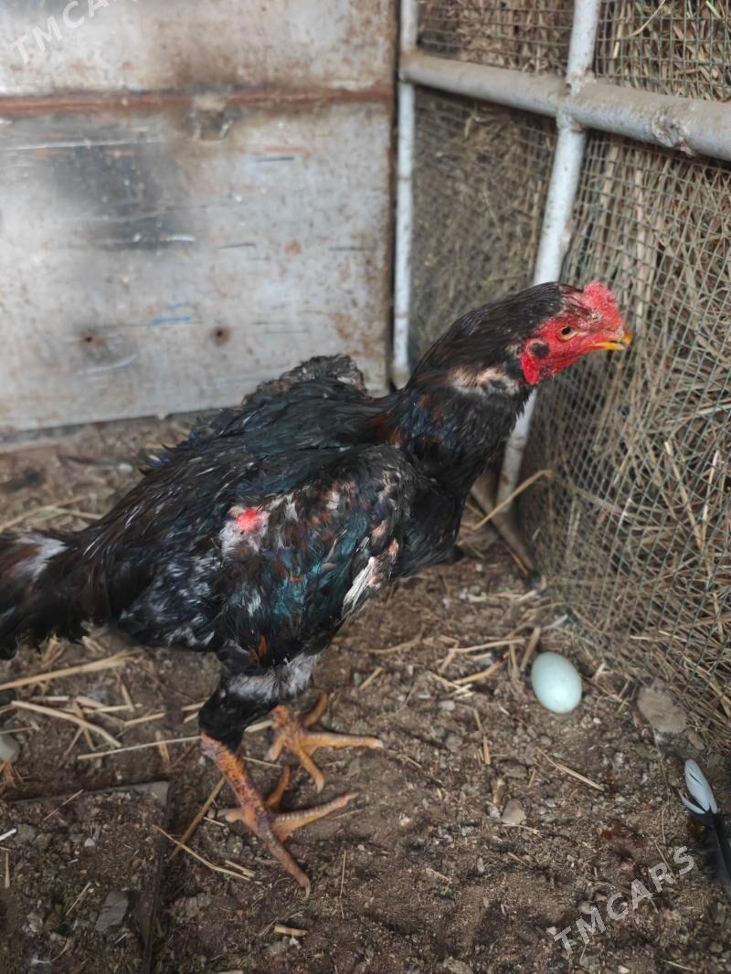 horaz - Туркменабат - img 1