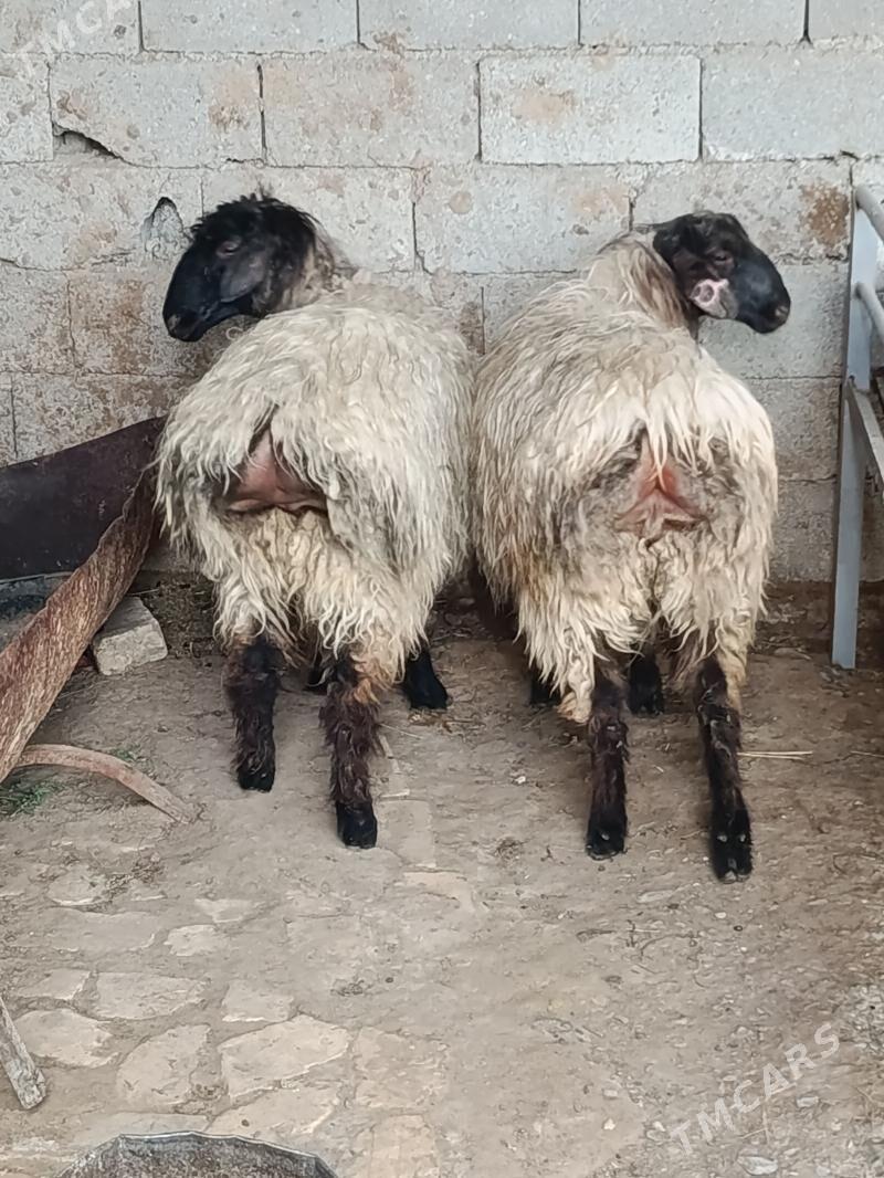 goyun - Анев - img 1