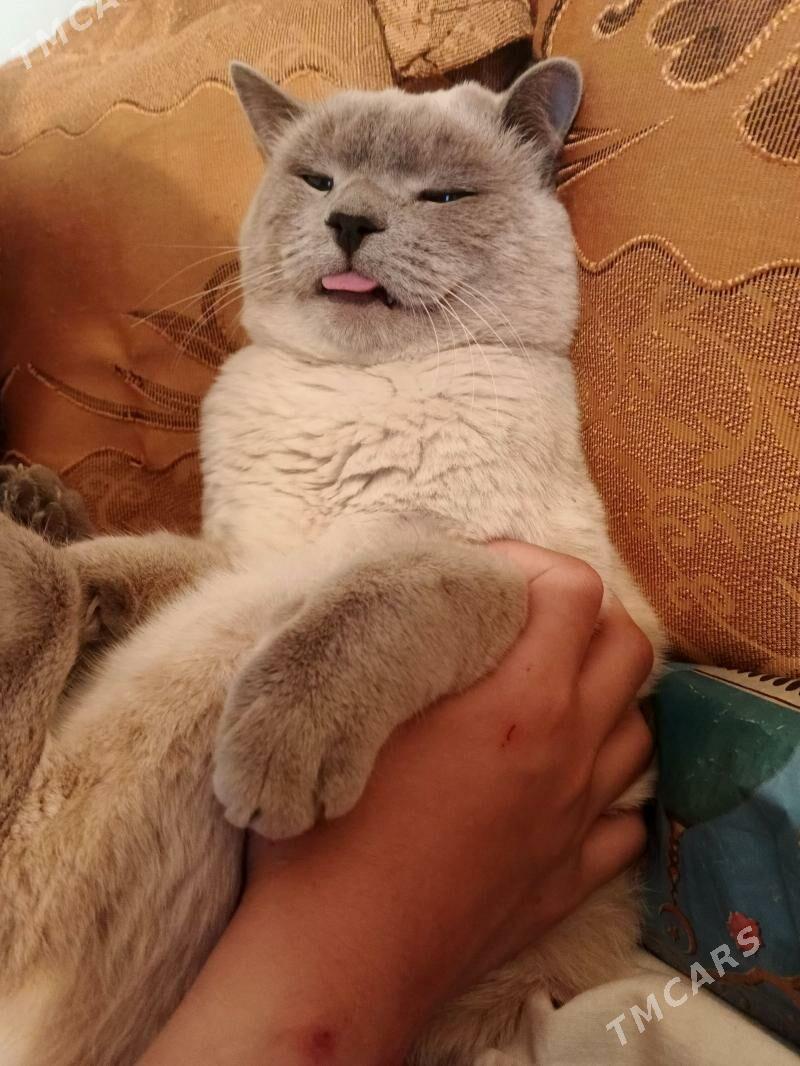 pişik siamski - Дашогуз - img 1