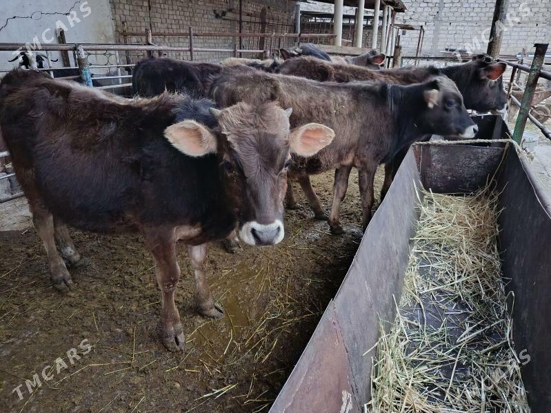 şwet göle - Ашхабад - img 1