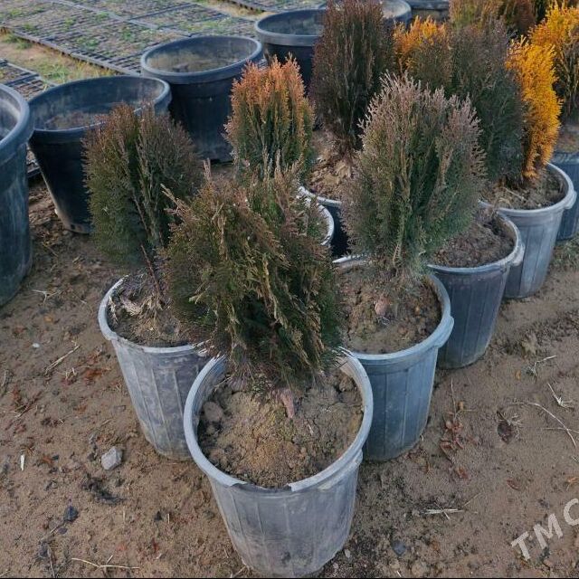 Beresklet - Aşgabat - img 1