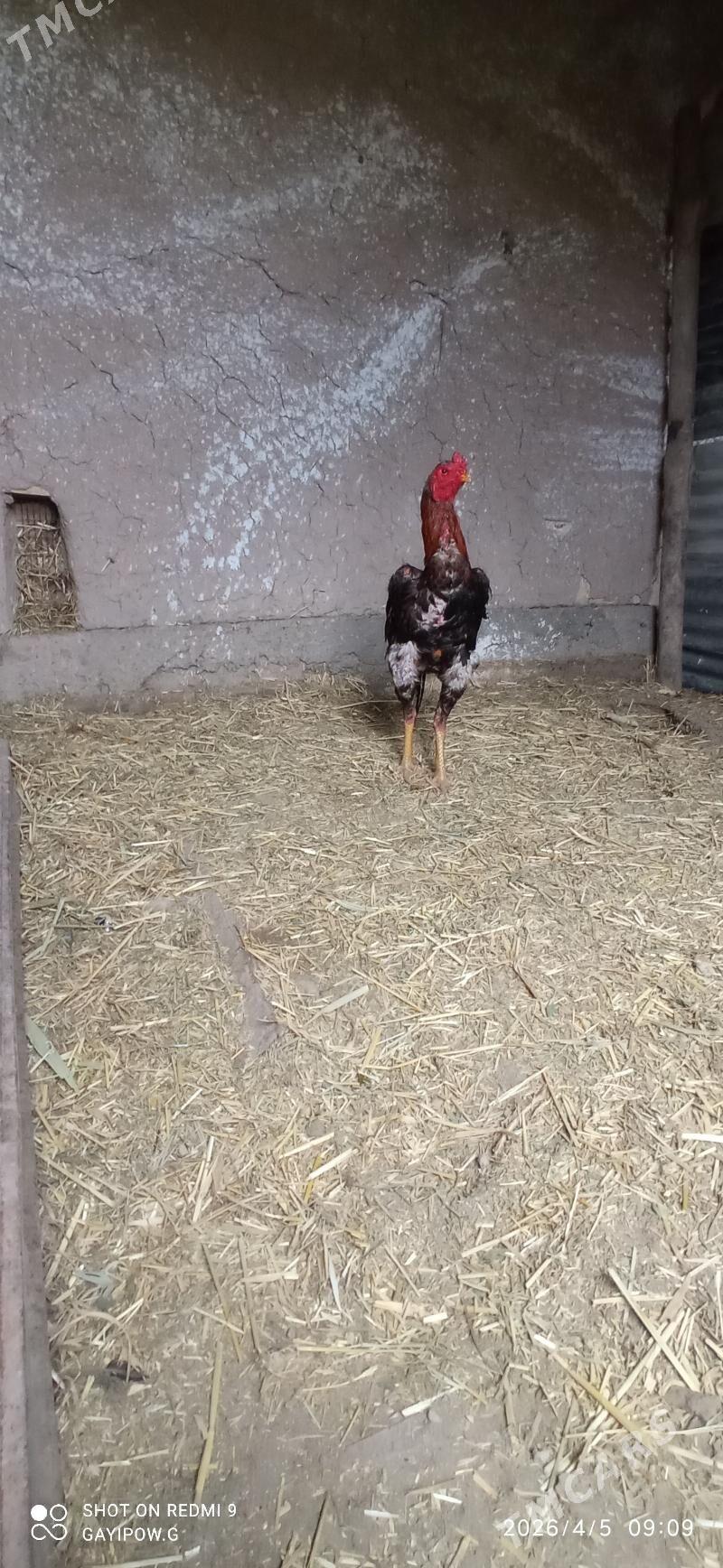 Horaz - Çärjew - img 1