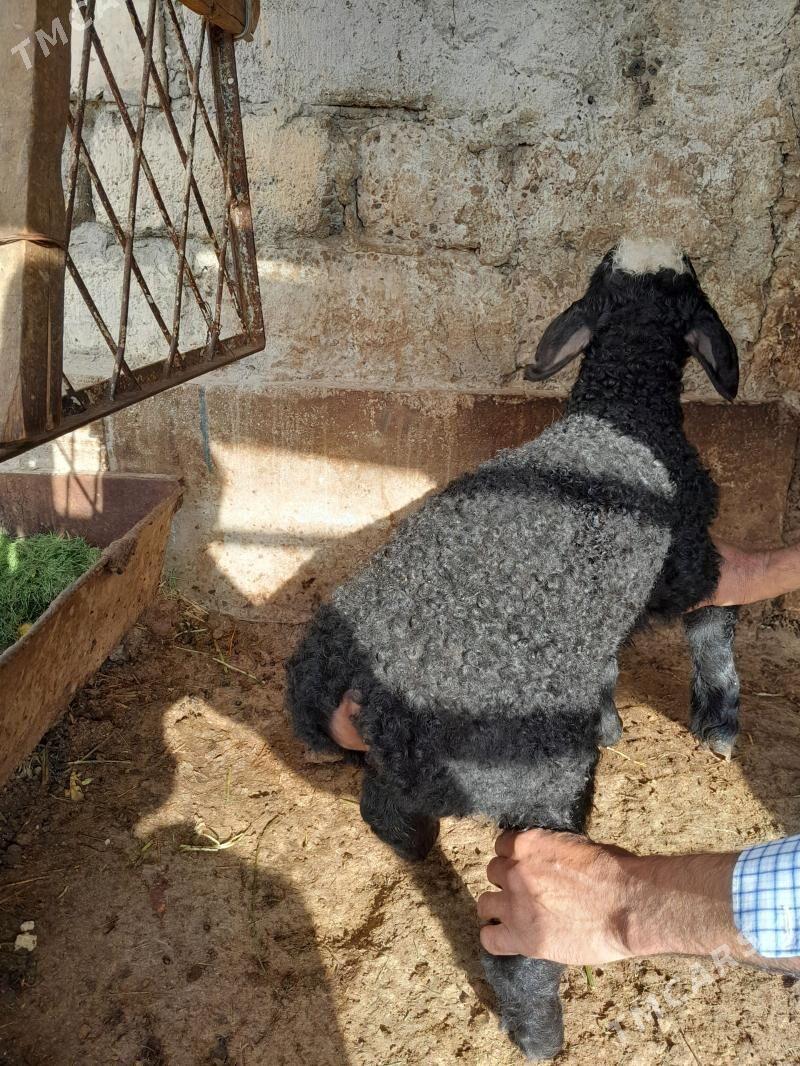 guzy - Hitrowka - img 1