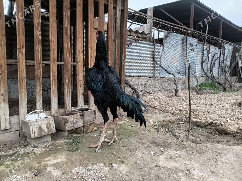 horaz - Herrikgala - img 1