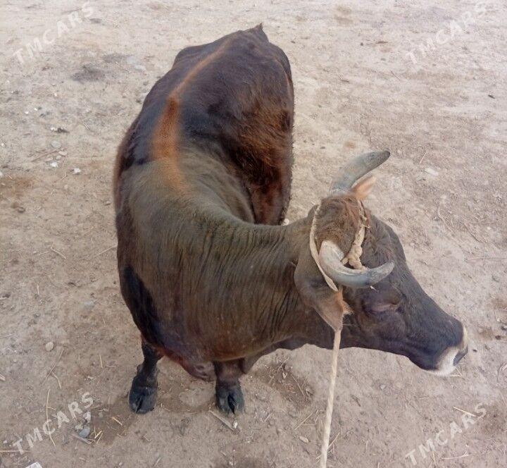 bakylan sygyr - Mary - img 1