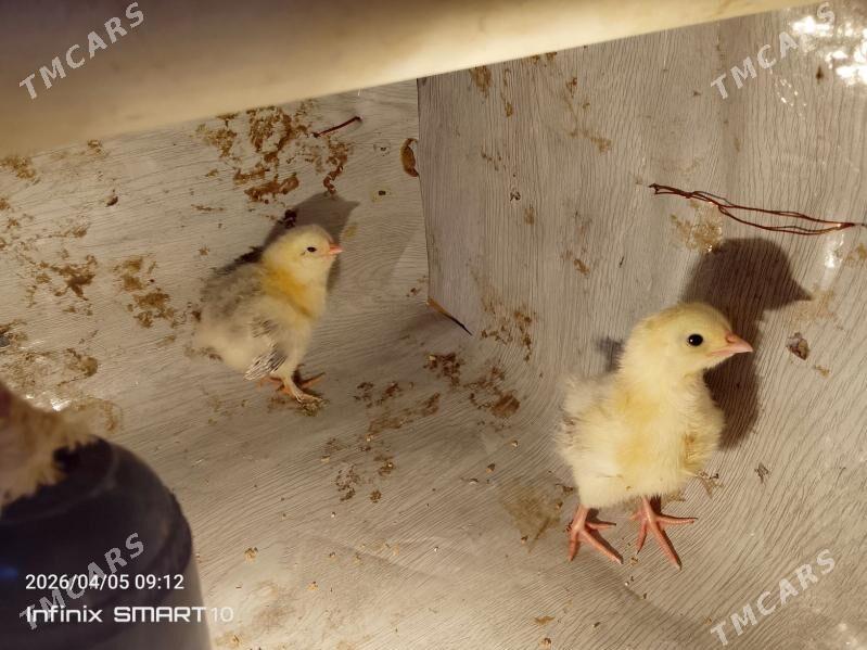 towuk jüyje - Balkanabat - img 1