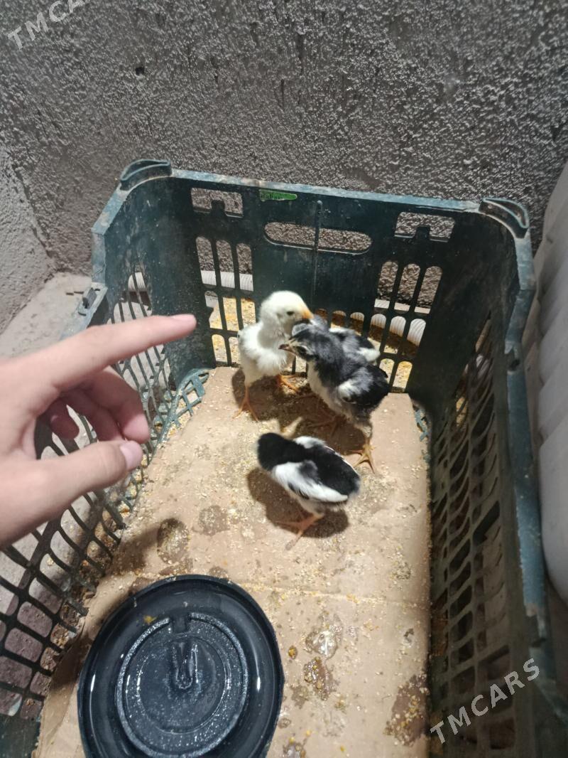 Azil jüje - Чарджоу - img 1