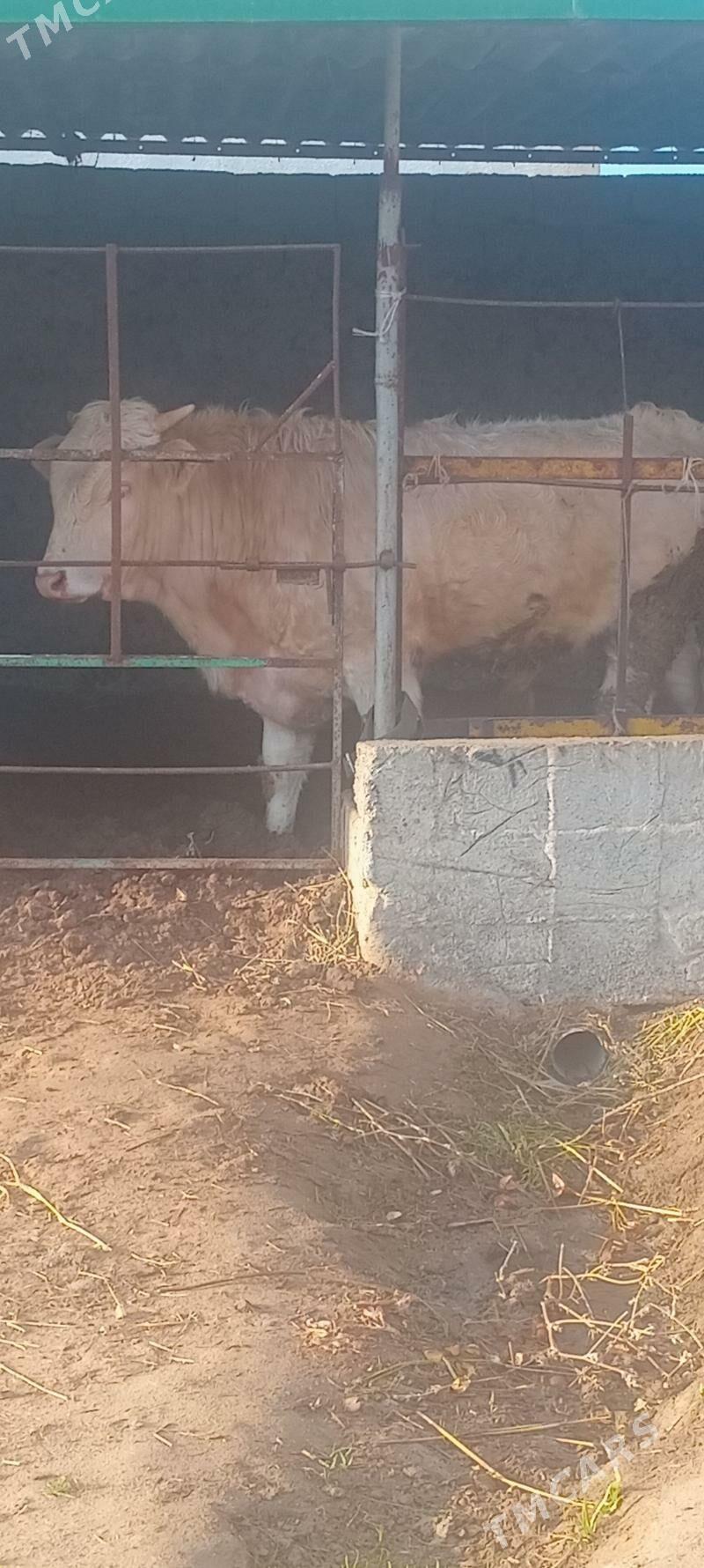 öküz 2sany - Анев - img 1