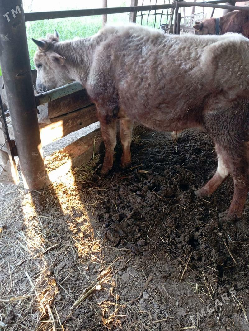 Okuz - Чарджоу - img 1