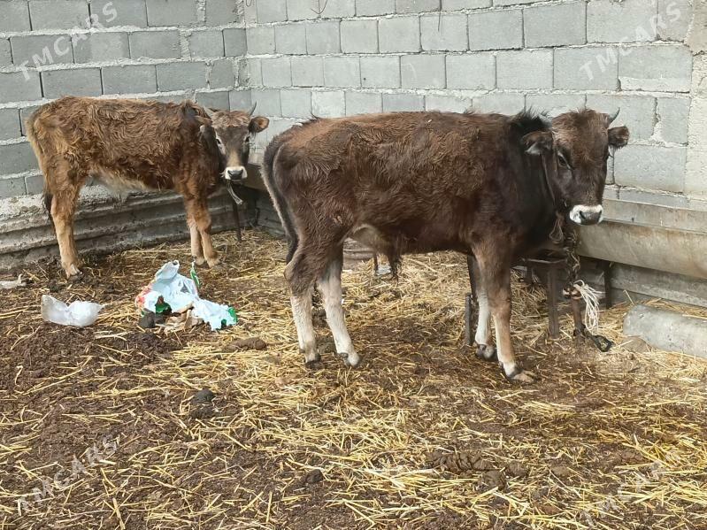 2 okuz - Gyzylarbat - img 1