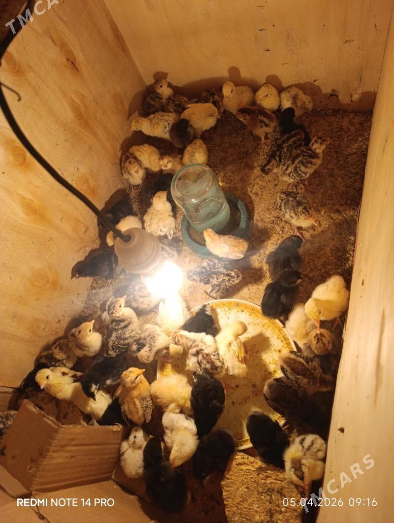 induk jujeler - Сакар - img 1