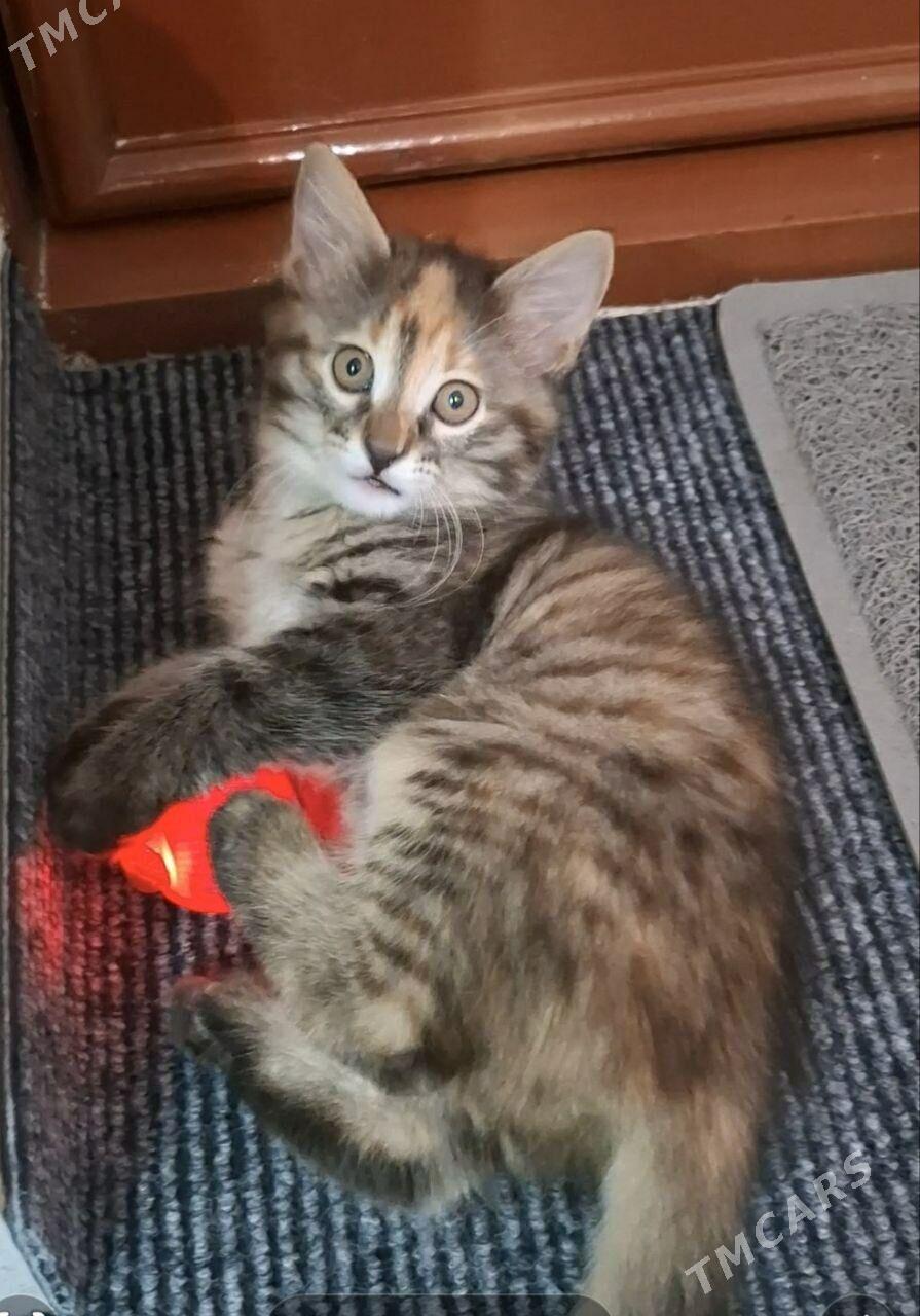 Красивый котенок - Ашхабад - img 1