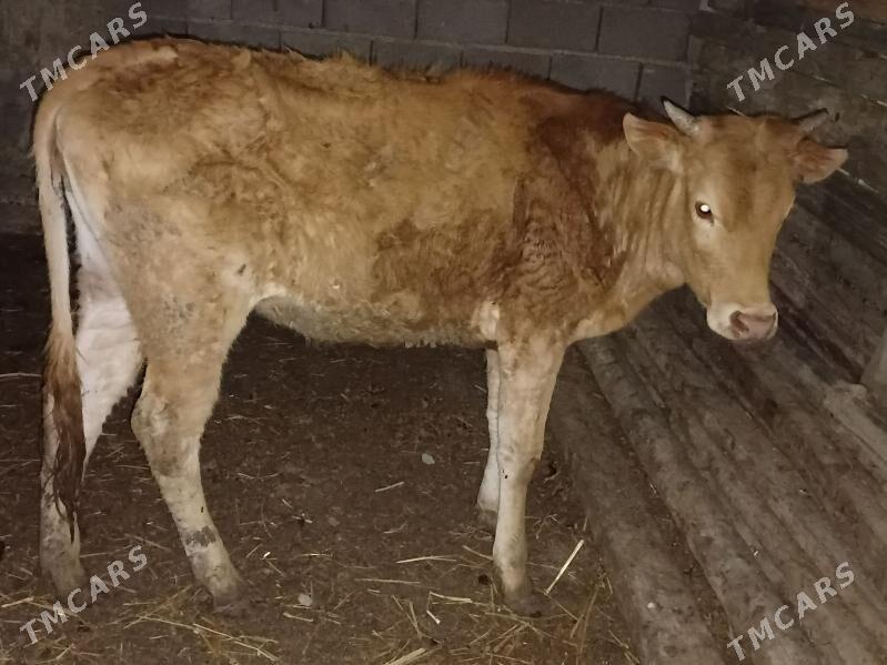 tuwe - Gyzylarbat - img 1