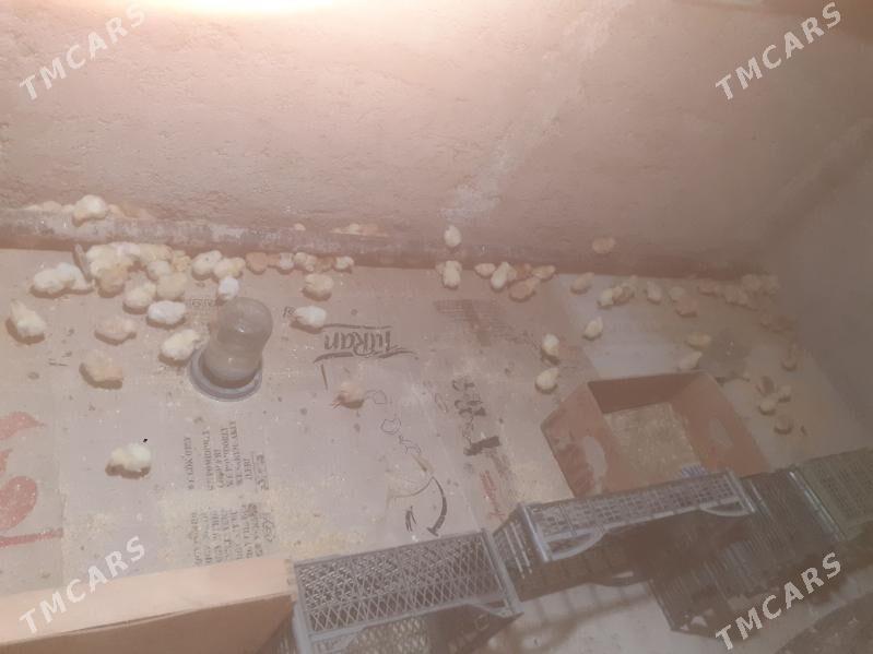 Mesny juyjeler - Туркменабат - img 1