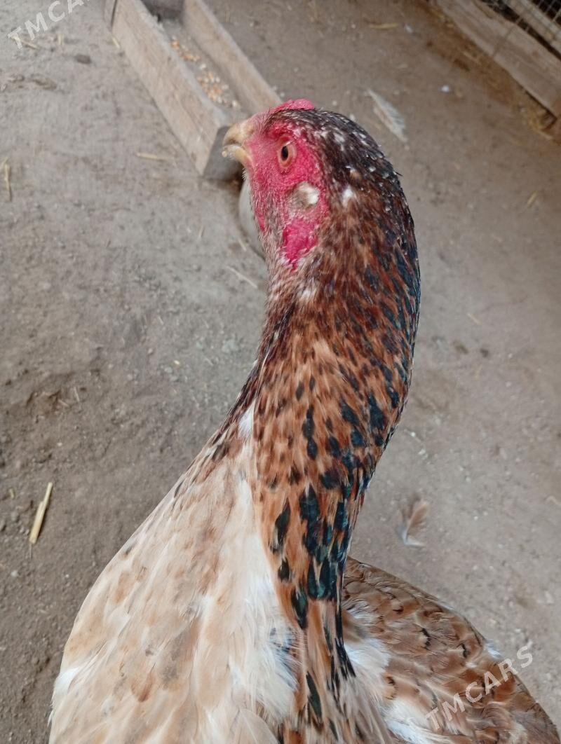 towuk - Çärjew - img 1