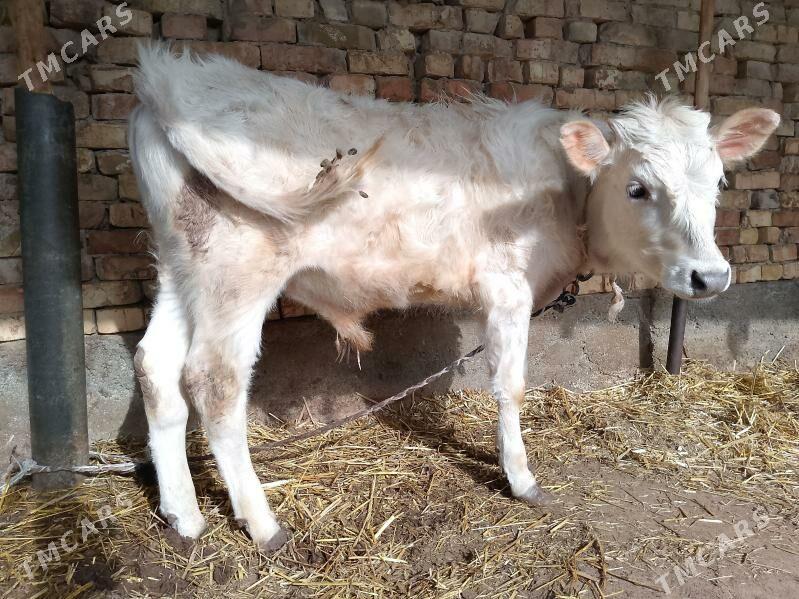 tohum öküz - Ашхабад - img 1