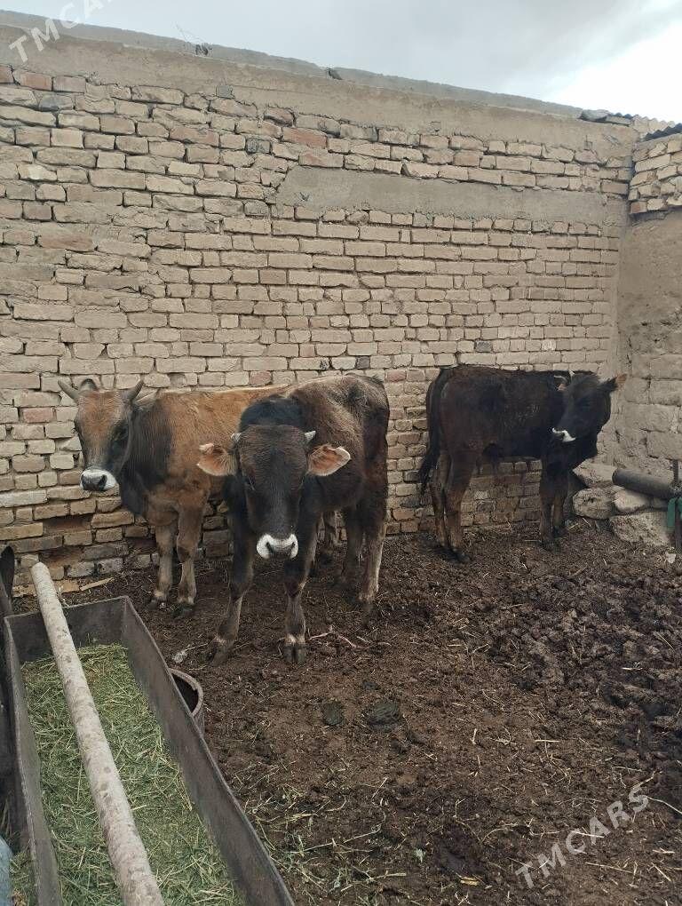 okuzler - Gyzylarbat - img 1