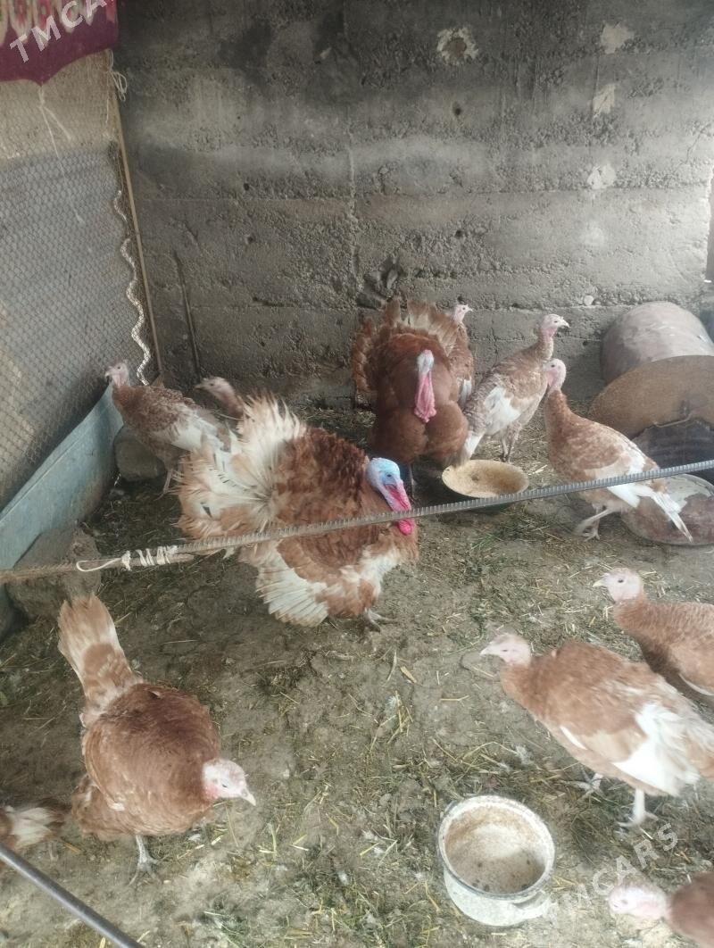 owgan induk - Ашхабад - img 1