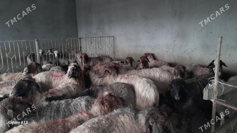 guzuly goỳunlar - Bäherden - img 1