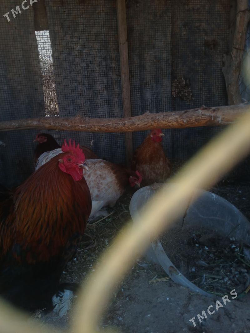 Towuk ýumurtgasy ba - Baýramaly - img 1