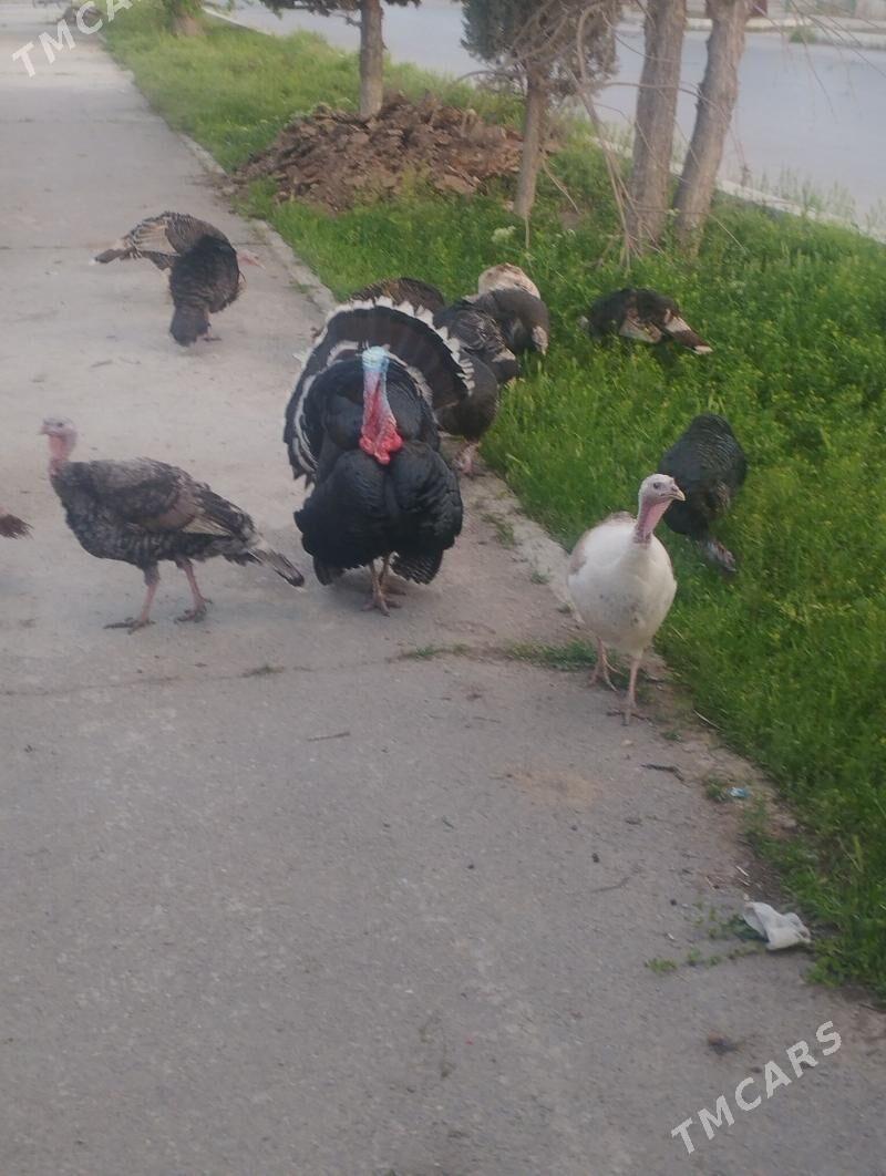 induk yumutga - Aşgabat - img 1