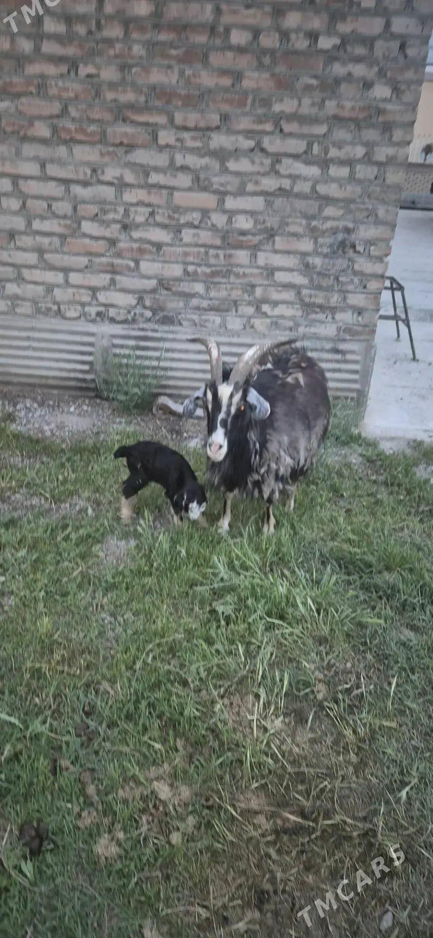 owlakly geci - Бахарден - img 1