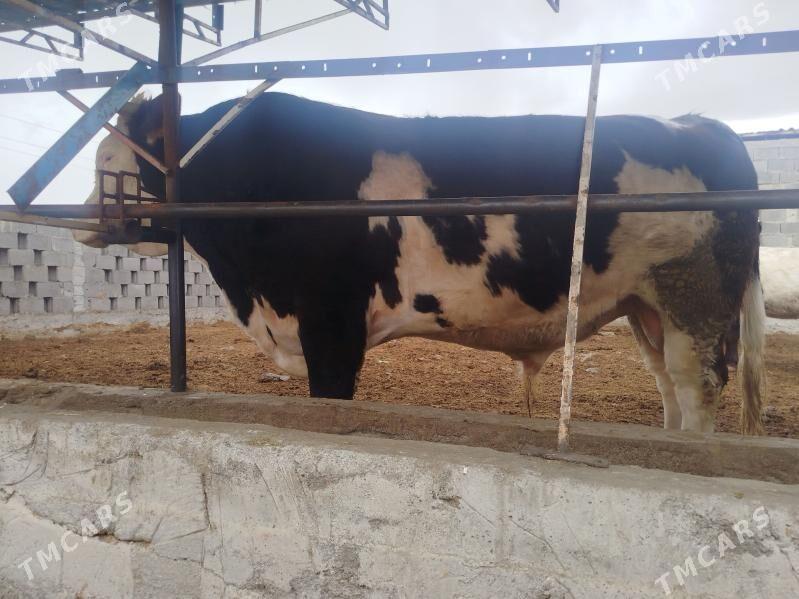 Simelton okuz - Bäherden - img 1