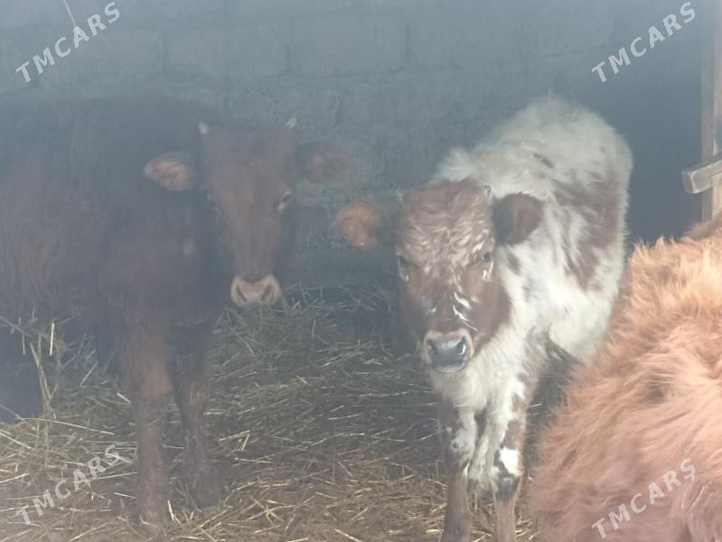 öküzçe tüwe öküz göle - Aşgabat - img 1