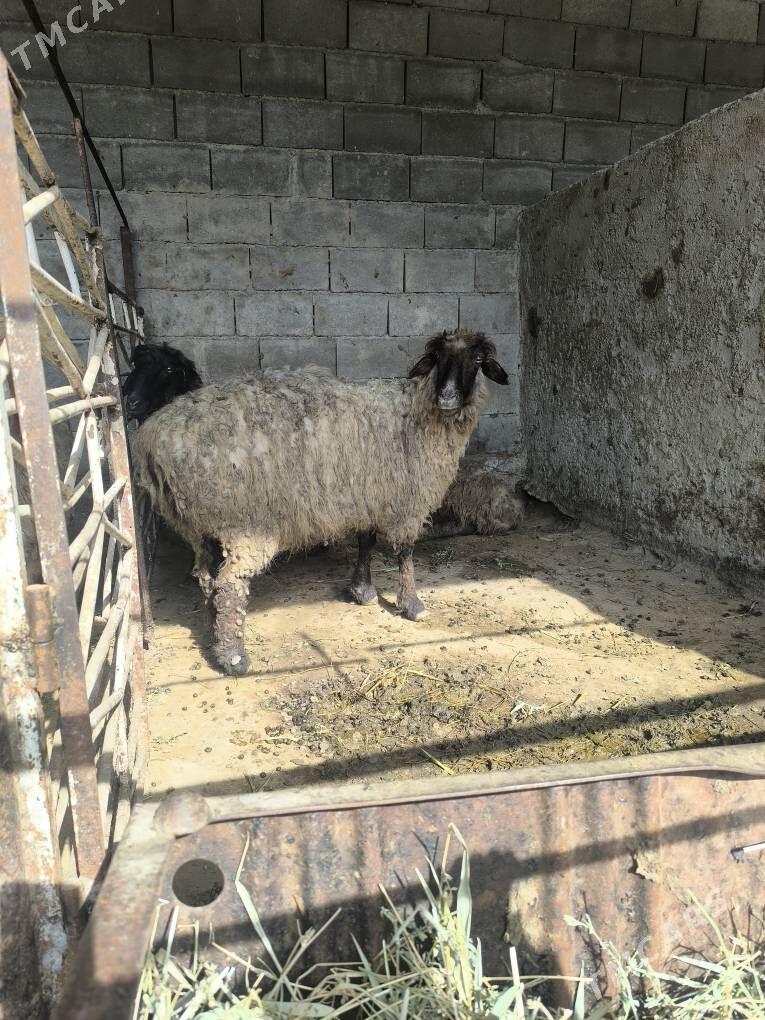 goyun - Aşgabat - img 1