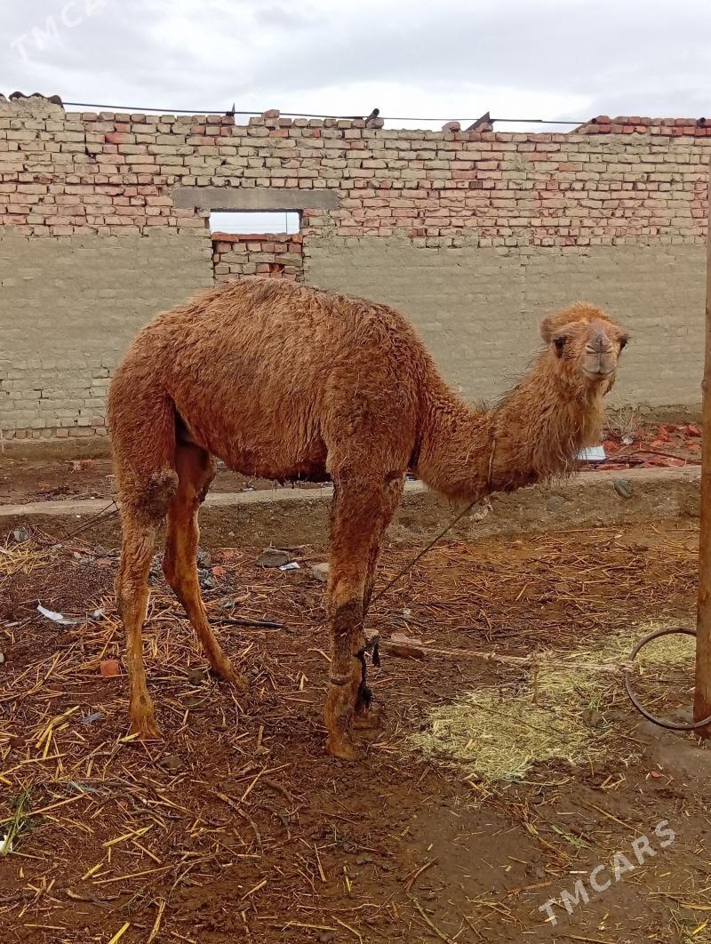 3 sany torum - Бахарден - img 1