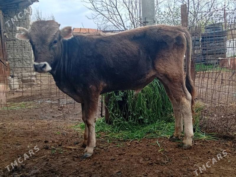 okuz - Махтумкули - img 1