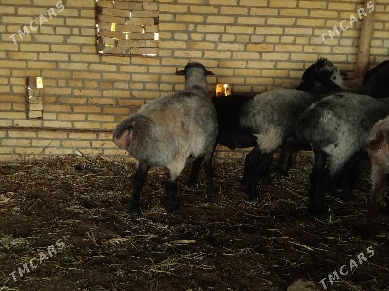 Goýyn Ahda - Халач - img 1