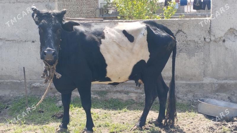 sygyr bogoz - Гёкдепе - img 1