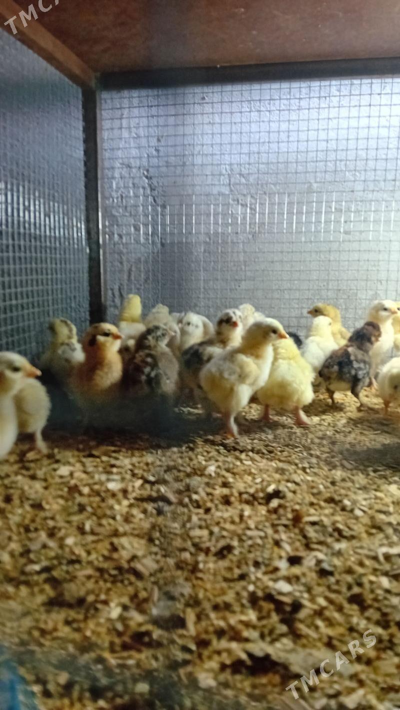 satlyk jüjeler - Туркменабат - img 1