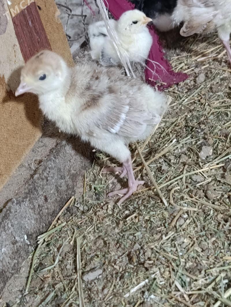 induk jüje - Gökdepe - img 1