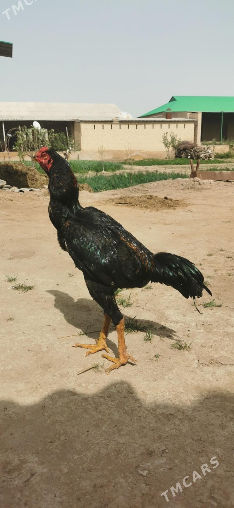 Horaz - Halaç - img 1