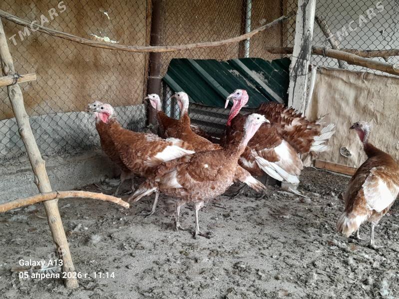 Induklar. - Gökdepe - img 1